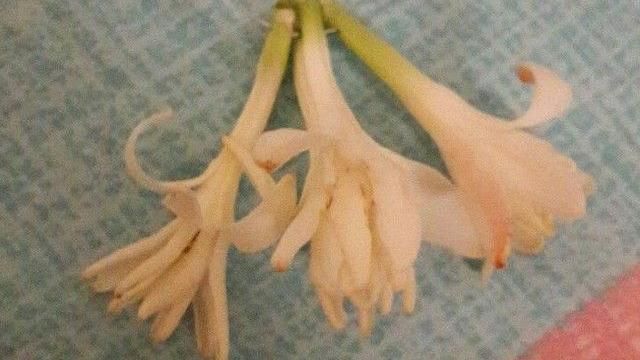 她好心買玉蘭花　不料真相令人傻眼