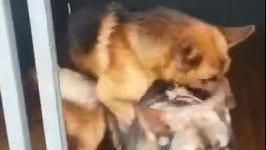 狗狗交配別打擾！硬拔恐導致愛犬重傷