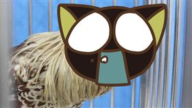  鬥雞,雞,斷頭,咬斷,無頭雞,麥克,泰國,叻丕府,僧侶,生命力　圖／翻攝自YouTube https://goo.gl/u3CKuB