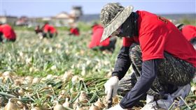 說好的民敬軍呢？陸戰隊助採收洋蔥　基層怒：田裡只有兵！
圖／翻攝自國防部發言人臉書
