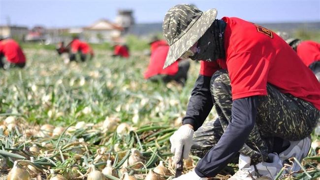 國軍助採收洋蔥　基層怒：都我們在拔