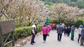 陽明山平等里櫻花盛開  警推3交通措