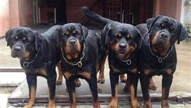 羅威納犬,羅威那犬_Rottweiler粉絲專頁
