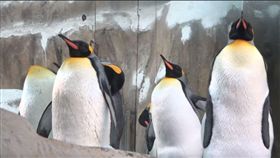 吃到吃不下為止！國王企鵝換羽期狂吃　增胖卡哇伊