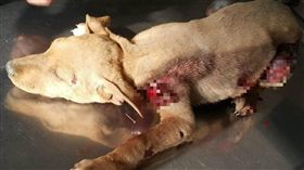 阿伯拖行小狗鐵鍊栓機車,幼犬（圖／翻攝自彰化大小事臉書）