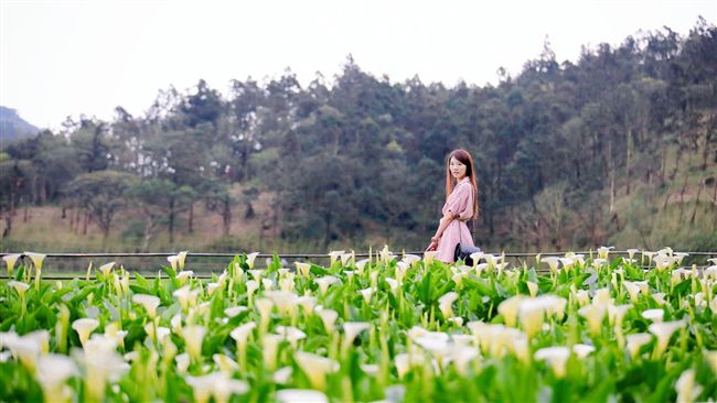 陽明山海芋季明登場　打卡熱點報你知