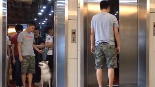 帶哈士奇搭電梯超重　主人慘被放生了
