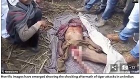 印度北方邦拉基姆普爾凱里（Lakhimpur Kheri）村莊野虎肆虐，一年內就有22人慘死虎口，不少居民為了躲虎都學會爬樹技巧，因為只要慢了一步，就會屍骨無存，成為老虎的美味佳餚。（圖／翻攝自每日郵報）