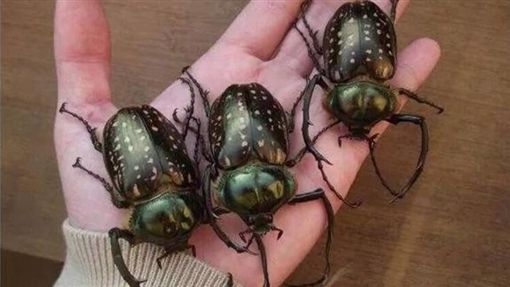 獨 盜採保育類 網瘋傳陸客組團抓昆蟲兩岸網友怒撻伐 社會 三立新聞網setn Com