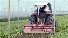 北農休市影響  雲林縣政府補貼耕除北農休市影響，雲林縣政府6日起加強促銷、冷藏及耕除補貼，減少損失，也讓農民實際受惠，圖為耕除一景，縣府補貼每公頃新台幣7萬5000元。中央社記者葉子綱攝  107年3月6日