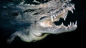 索尼提供　2018索尼世界攝影大獎