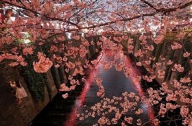 日本,IG,熱門景點,東京,櫻花,夜櫻,攝影師,照片　圖／翻攝自IG