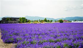 業配)東方普羅旺斯~北海道‧花現薰衣草!!