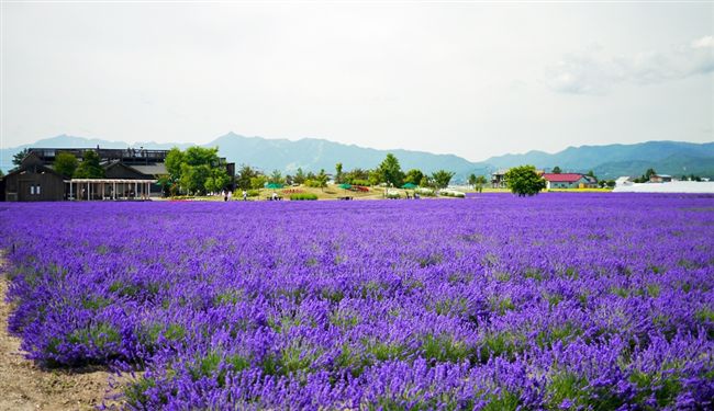 東方普羅旺斯　北海道‧花現薰衣草