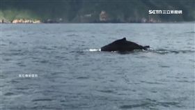 親睹大翅鯨 全船17人超幸運