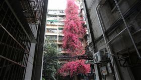 中國大陸,廣州,雲苑新村,勒杜鵑,杜鵑花,瀑布(圖／微博)