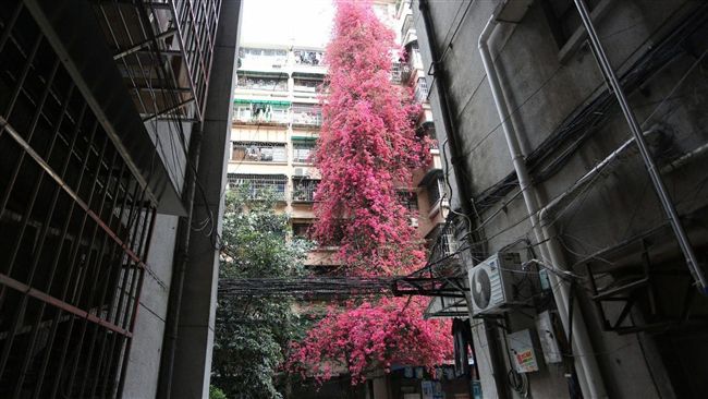 9層樓杜鵑花瀑布　全是孝子為父的愛