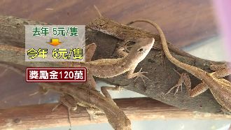 捉母蜥才給錢　水上鄉獵蜥新規惹民怨