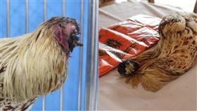 鬥雞,雞,斷頭,咬斷,無頭雞,麥克,泰國,叻丕府,僧侶,生命力,獸醫 圖／翻攝自中國報