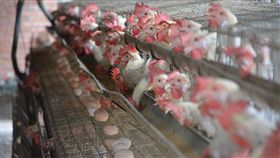 彰化蛋雞場驗出芬普尼（2）彰化縣蛋雞場遭驗違法使用芬普尼，其中連成牧場登記地址已沒有養雞，曾姓負責人另外在竹塘鄉租用養雞場飼養蛋雞。中央社記者吳哲豪彰化攝  106年8月22日