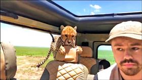 Elisa Jaffe KOMO,Britton Hayes,獵豹,非洲,Serengeti,舒夢蘭,台灣,聚焦全世界,主持人　圖／翻攝自臉書　https://goo.gl/Jcjtha