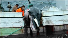 鯨魚,獵鯨（圖／推特　https://twitter.com/orca_waves/status/976152185259151361）