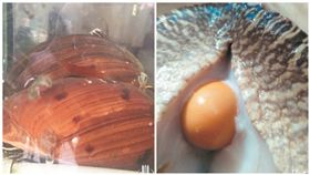 剖黃螺當下酒菜　見3顆「美樂珠」！他卯死至少賺8千萬
圖／翻攝自陸媒泉州網