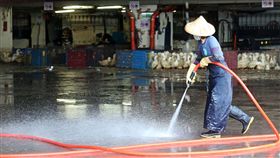 －禽流感－市場－雞－鴨－鵝－禁宰－禁運－圖／中央社