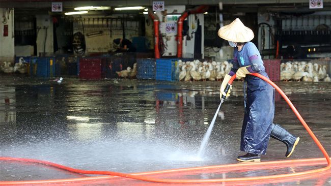 再傳確診禽流感　屏東撲殺近7千隻鴨