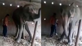 印度一頭母象遭非法轉賣、施虐。（組合圖／翻攝自Daily Mail）