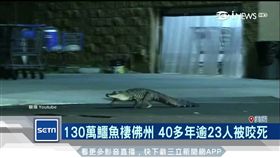 「鱷」客臨門！ 泳池好舒服　巨鱷蒞臨美國豪宅泡澡