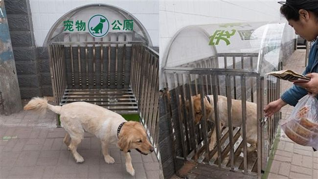 大陸設狗公廁　遭酸：人沒管好就管狗
