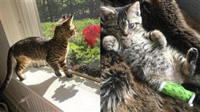 為求生扯斷腿 三腳小貓無懼死神…包紮邊賣萌害人哭著笑了	（圖／番社ig）