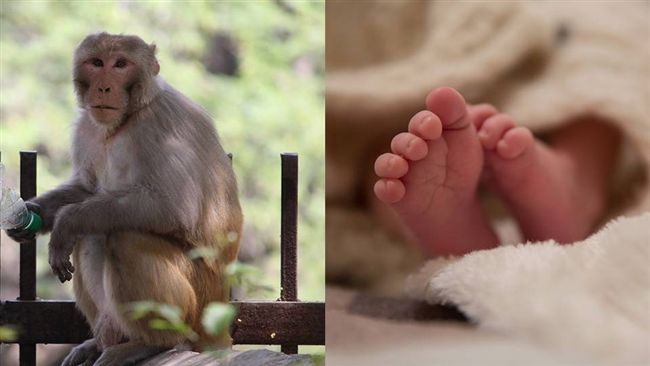 獼猴偷抱人類小孩　手滑害死半月大嬰