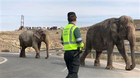 西班牙,大象,車禍,起重機,馬路(圖/推特)