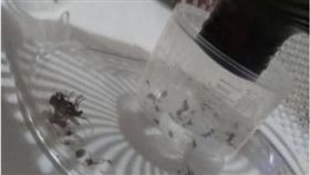 效果超好！滅蚊燈加雪芙蘭　隔天收穫「蚊子山」　圖／翻攝自臉書