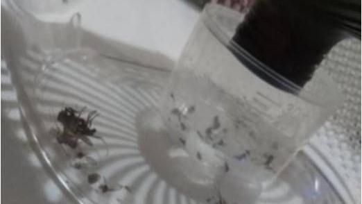補蚊燈加雪芙蘭　隔天成果超驚人！