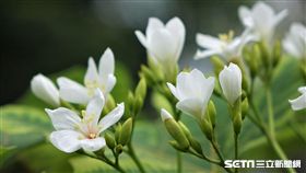 統一渡假村,馬武督,谷關,墾丁,鹿港,桐花,螢火蟲