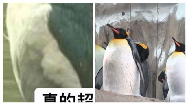 麥鬧啊 民眾報案南崁溪邊有企鵝警到場一看傻眼 生活 三立新聞網setn Com