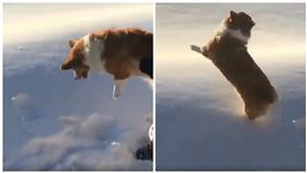 柯基犬疑似被從飛機上丟下雲端（圖／翻攝自UNILAD臉書）