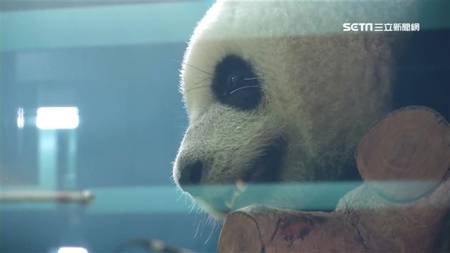 人類太吵了！動物園動物休假提案過關
