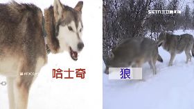 動物誰像誰1800