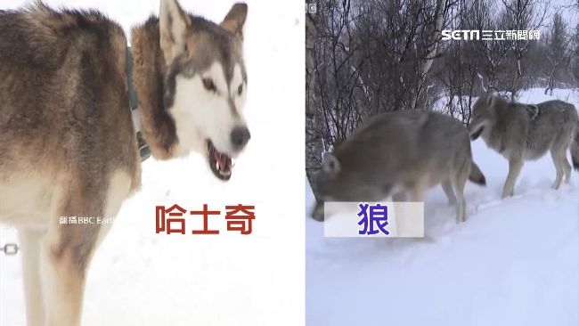 這不是狼！這不是貓！你分辨得出？