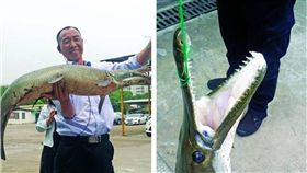 大陸,廣州,錦鯉,福鱷,鱷雀鱔 圖／翻攝自大陸南方都市報