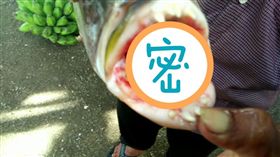 印尼,西巴布亞省,魚,人齒魚,牙齒,老師,皇帝魚（圖/翻攝自太陽報）