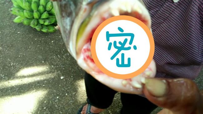 老師送魚給他　打開魚嘴…竟驚見人齒