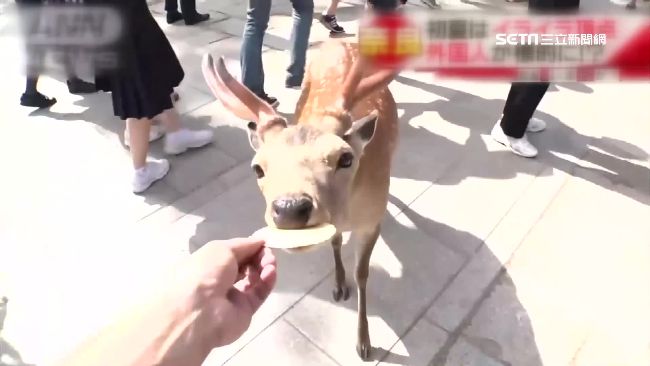 奈良頻傳遊客餵鹿受傷　遊客：好危險