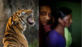 現代武松是妳？印度23歲女棒打老虎　醫：未受傷實屬萬幸（圖／翻攝自Rupali Meshram臉書、Pixabay）