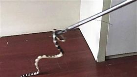 中國大陸,酒店,雨傘節,蛇（圖／微博）