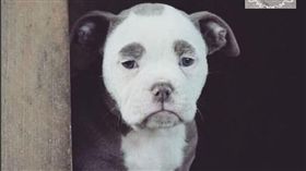 「衰臉鬥牛犬」連玩都一臉哀怨　網友笑稱最衰狗狗（圖／翻攝自madam_eyebrows IG）